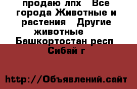 продаю лпх - Все города Животные и растения » Другие животные   . Башкортостан респ.,Сибай г.